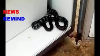 राजस्थान के एक गांव में फ्रिज में निकला एक कोबरा ,देने लगा फुंकार | Cobra in The Fridge in Rajasthan