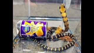जब चिप्स के डबे में में निकला किंग कोबरा तो पुलिस के होश उड़ गए | King Cobra Found in Potato Chip can