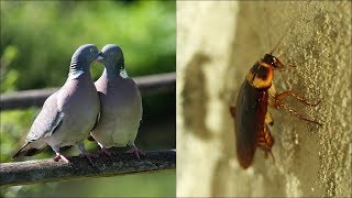 कबूतर और कॉकरोच अपने बच्चे को ऐसे पिलाते है दूध | Pigeons, cockroaches also feed children