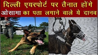 World's Most Dangerous Dogs Will Be Posted At Delhi Airport | News Remind