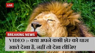 VIDEO :- क्या अपने कभी शेर को घास खाते देखा है, नहीं तो देख लीजिए | News Remind