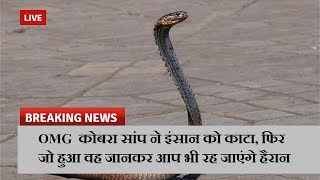 OMG  कोबरा सांप ने इंसान को काटा, फिर जो हुआ वह जानकर आप भी रह जाएंगे हैरान  | News Remind