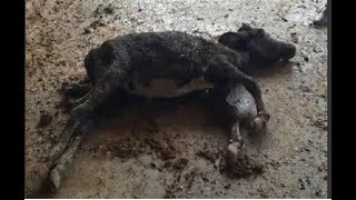 जानवरों पर भी सर्दी का सितम, #AMBALA में ठंड से 6 गायों की मौत