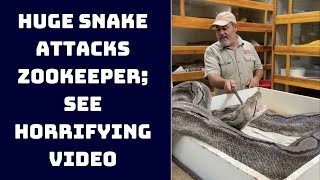 Huge Snake Attacks Zookeeper; See Horrifying Video | Catch News