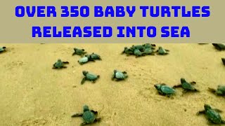 Over 350 Baby Turtles Released Into Sea In Visakhapatnam | Catch News