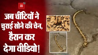 जब चींटियों ने चुरा ली Gold Chain, Social Media  पर Viral हो रहा है Video