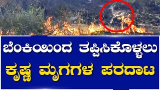 ಕೋಣನೂರು ಕಿರು ಅರಣ್ಯ ಪ್ರದೇಶಕ್ಕೆ ಮತ್ತೆ ಬೆಂಕಿ  | Mysuru | News1Kannada