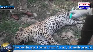 धार में अज्ञात शिकारियों ने तेंदुए का किया शिकार, झाड़ियों के बीच मृत अवस्था में मिला तेंदुआ... #bn