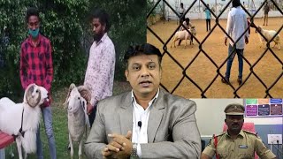 Sheep Fight Par Betting | Hyderabad Banjara Hills Police Ne Kiya 11 Log Ko Arrest |@Sach News