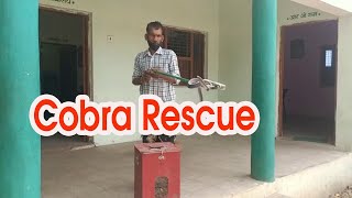 देखिये कैसे मशक्कत के बाद दो विशाल किंग कोबरा को पकड़ा गया | King Cobra Rescue video In khandwa