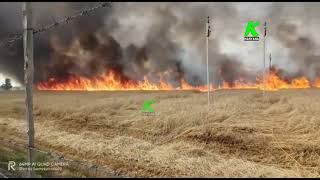 शाॅर्ट सर्किट से खेत में लगी भयंकर आग, 5 एकड गेंहूं जलकर हुई राख,  Fire On Wheat l K Haryana