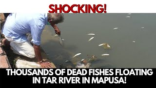 Thousands of dead fishes floating in Tar river in Mapusa! Locals suspect release of chemicals