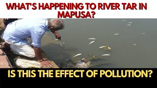 WATCH | What's happening to River Tar in Mapusa?