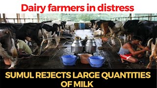 #WATCH | Dairy farmers in distress as SUMUL  rejects large quantities of milk
