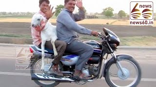 Diwali bumper offer – Buy a Hero MotoCorp bike, get a goat free