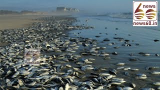 Toxic Waste Kills 30 Lakh Fish Near Hyderabad