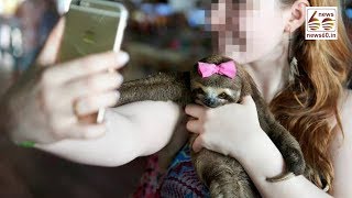 Animals suffer due to tourist selfies
