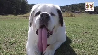 Dog with the longest tongue - Guinness World Records