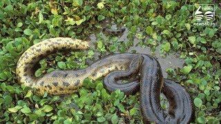 anaconda one of the longest known extant snake species