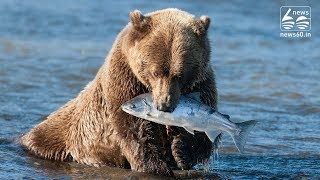 Bear Fishes Underwater With Paws