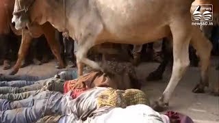 MP ritual: Villagers let cows trample over them