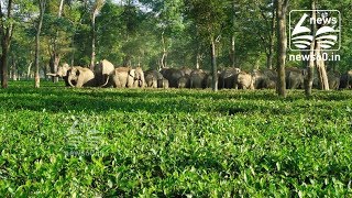 the World's First Elephant-Friendly Tea Estates in Assam