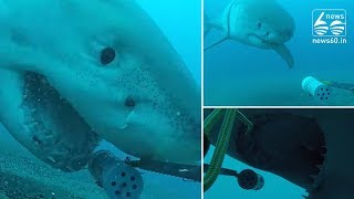 Underwater footage captures Great White shark playing with camera