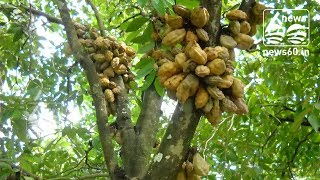 Nam Nam(Cynometra cauliflora) is an edible fruit tree native to Malaysia