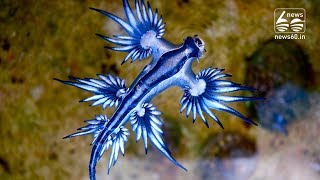 The Blue Dragon Sea Slug Is The Most Beautiful Killer In The Ocean