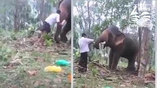Man tries 'Baahubali' stunt, elephant throws him off
