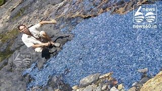 Blanket of Jellyfish Washed Ashore