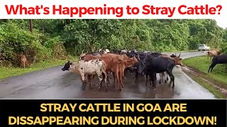 #Shocking | Stray cattle in Goa are dissappearing during lockdown!