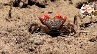 Mangrove crab performs victory dance after fighting off rival