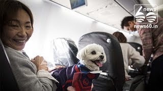 Pet-Friendly Plane for Dog Owners
