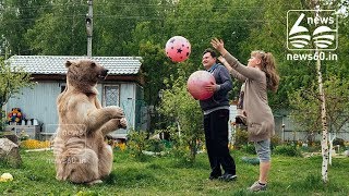 Stepan, the 300kg brown bear who's found a human family