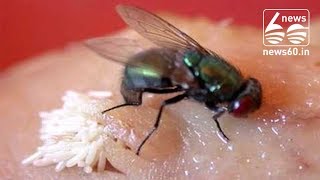 Researchers find 'hundreds of bacteria' on a fly's legs
