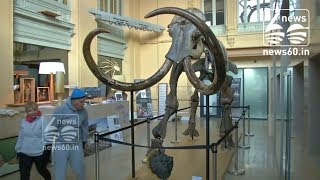 15000 year-old mammoth skeleton up for auction