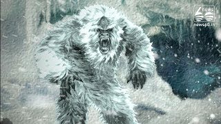 DNA tests prove 'Yeti corpses' were just bear and dog remains