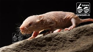 Naked mole-rats: The mammal that can survive without oxygen