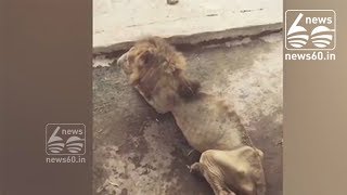 Malnourished lion hidden from zoo visitors