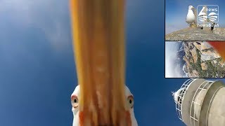 Seagull ‘steals’ GoPro cam, captures drone-like shots in flight