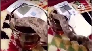 Man trains pet snake to drink from his own cup of tea