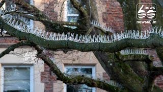 Anti-bird' spikes on Bristol trees outrage environmentalists
