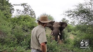 Standing guide stops charging elephant in South Africa