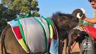 Myanmar elephants keep warm with giant blankets amid cold snap