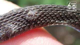 Deadly Fungal Disease Threatens Snake Populations Across The Globe