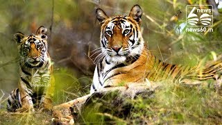 To free Telangana tiger reserve of human interference, forest officials hope to relocate 37 villages