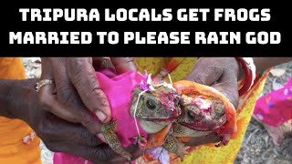 Tripura Locals Get Frogs Married To Please Rain God | Catch News
