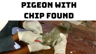 Pigeon With Chip Found In Gujarat | Catch News
