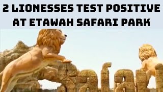 2 Lionesses Test Positive At Etawah Safari Park | Catch News